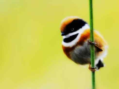 美丽无罪：雀鸟之欣赏2