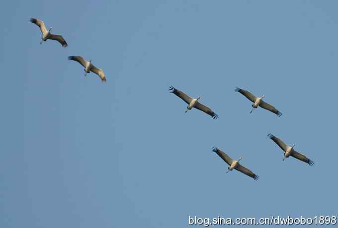 云天鹤影 wbr醉舞冬阳