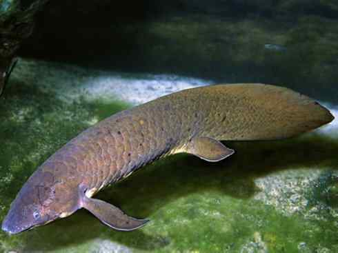 鱼类活化石：澳洲肺鱼