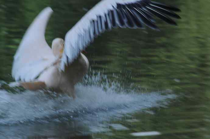 再拍大鹈鹕 wbr wbr4 再拍大鹈鹕 wbr wbr4