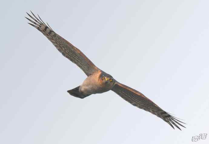 北京西山拍鸟——雾里看鹰