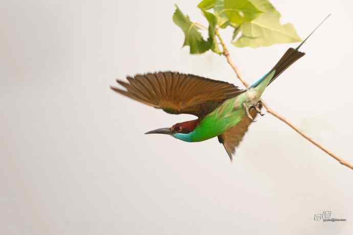 湖北大悟的蓝喉蜂虎 湖北大悟的蓝喉蜂虎