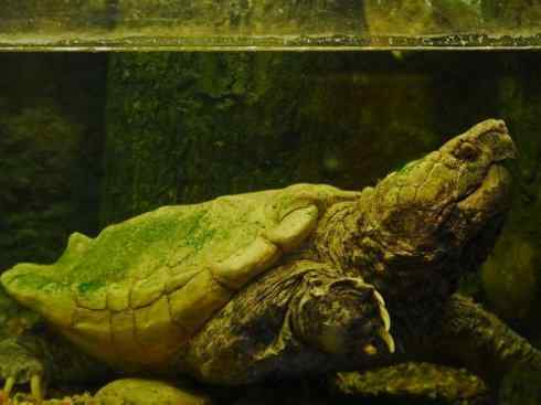 玄武：传说的兽原型探秘（鳄龟）