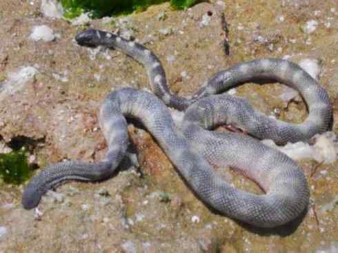 龙:传说的兽原型探秘(海蛇类) 龙:传说的兽原型探秘(海蛇类)