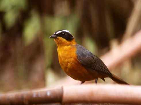 白头鸟系列:另类的美丽（白头歌鵖）