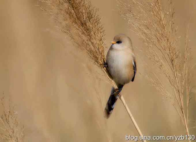 文须雀（组图，5张图片）