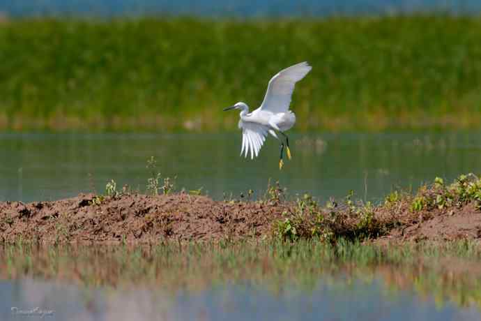 野鸭湖.生境白鹭