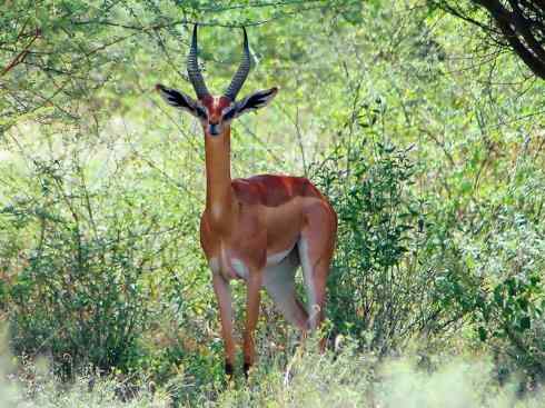 麒麟：传说的兽原型探秘（鹿羚）
