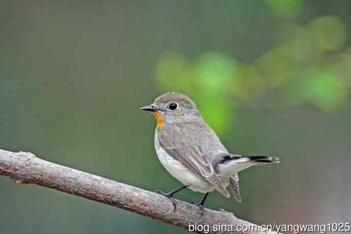 雄性红喉姬鹟（17）
