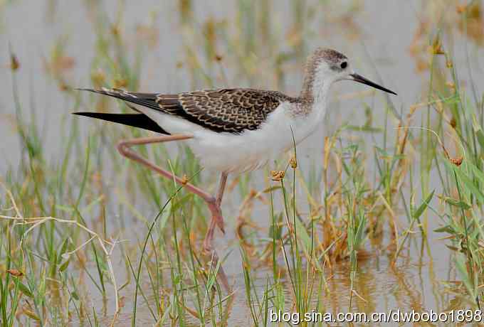 鸬鹚红腿儿和麦鸡鈥斺斈诿晒勰裥校ㄋ模