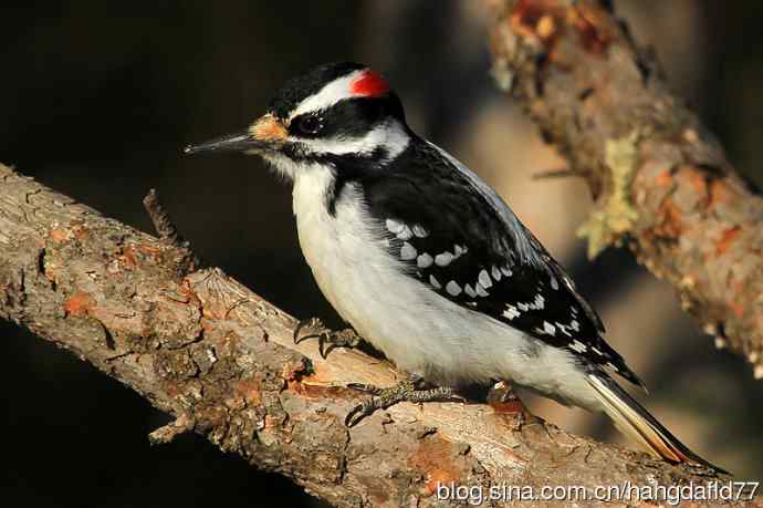毛发啄木鸟(4) 毛发啄木鸟(4)