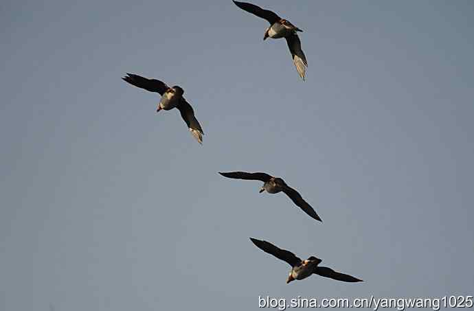 北京动物园的鸟类——鸳鸯 1