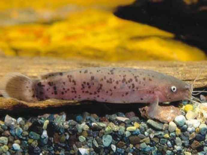 鱼类活化石：裸臀鱼