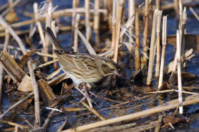雌性灰头鹀（3）