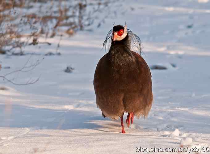 闪亮登场&bull;褐马鸡&bull;国家一级（组图，20张图片）