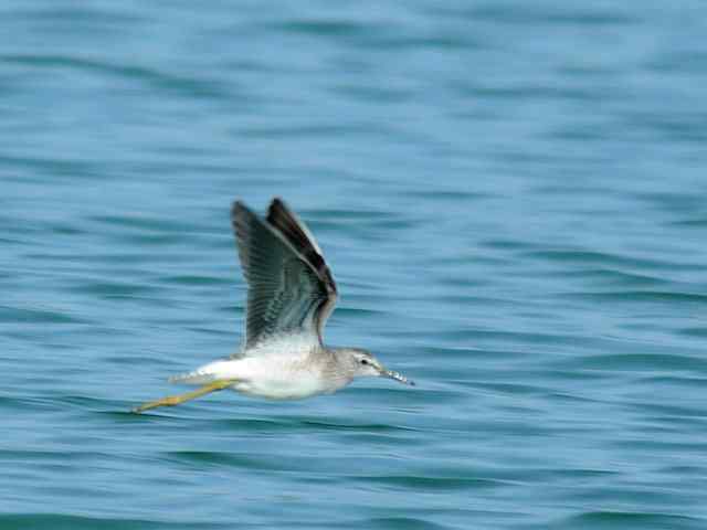 翠明湖畔观鸟儿情