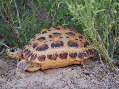 玄武：传说的兽原型探秘（象龟）