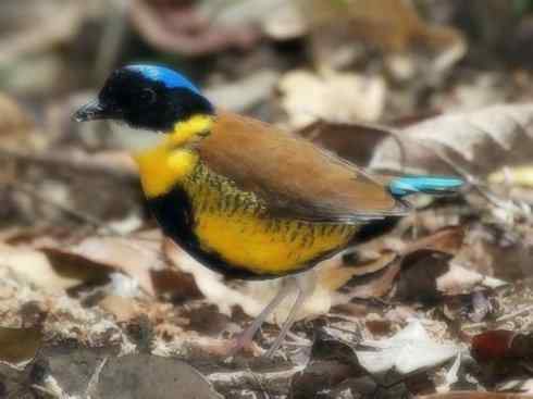 美丽无罪：雀鸟之八色鸫