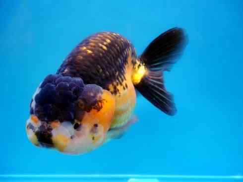 鱼类活化石：美洲肺鱼