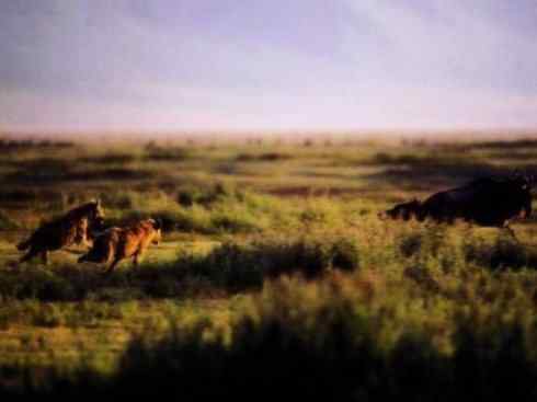 自然奇观：动物大迁徙(非洲大迁徙)