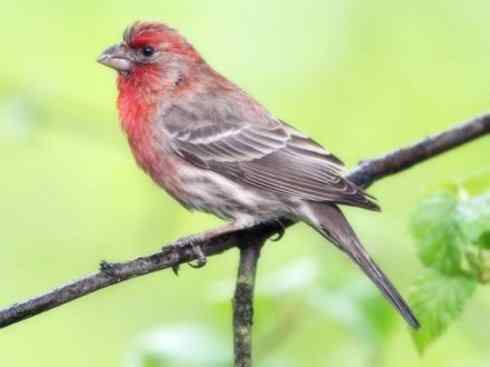 极品红色鸟类：酒红朱雀