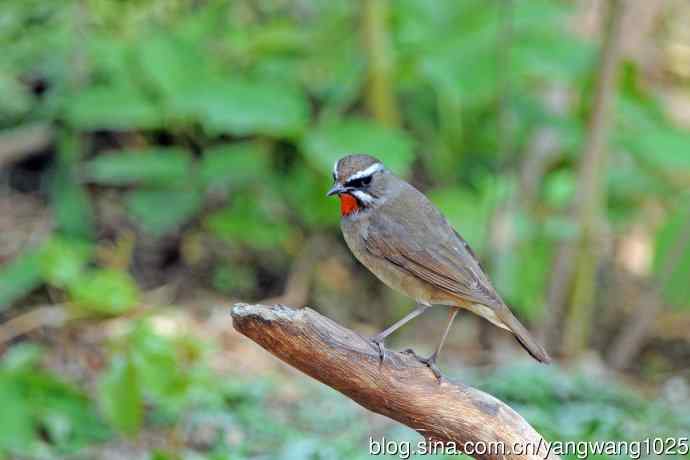 雄性红喉歌鸲(12) 雄性红喉歌鸲(12)