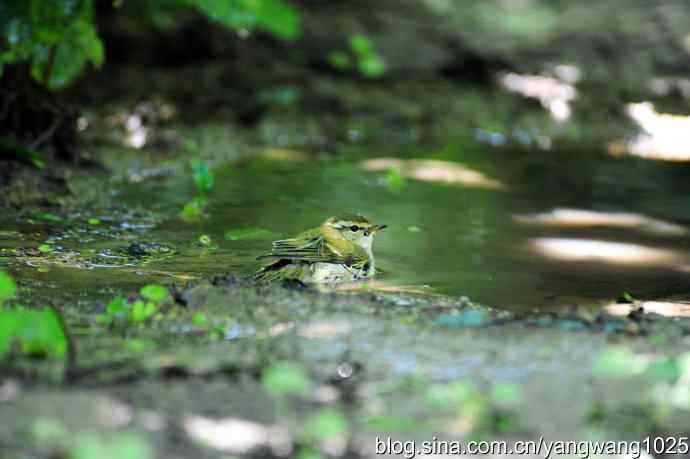 爽(洗浴的黄眉柳莺)3 爽(洗浴的黄眉柳莺)3