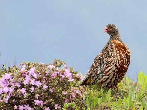 凤凰：传说中的鸟原型探秘（大眼斑雉）