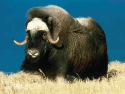 动物世界:山寨还是原创之九(野牛、麝牛、各种牛)