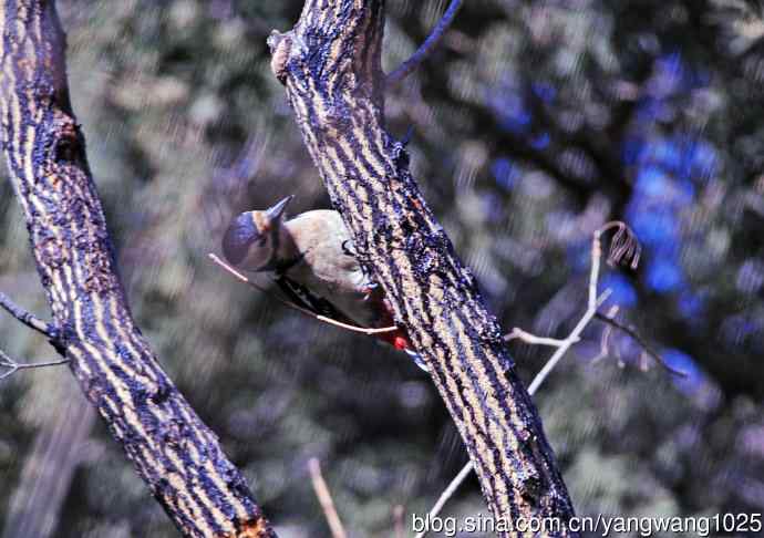 大斑啄木鸟