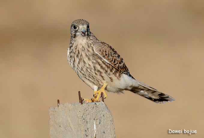 草原的几只猛禽