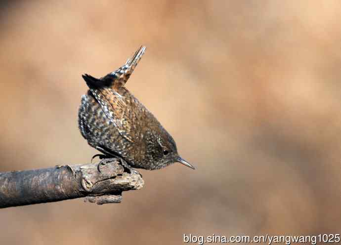 鹪鹩(抓拍)2 鹪鹩(抓拍)2