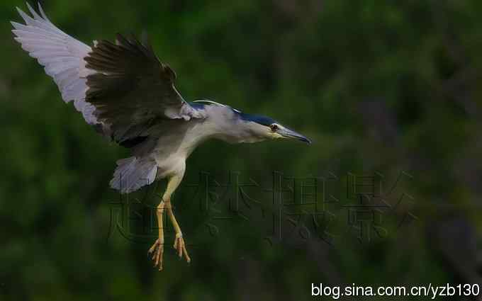 聆听超萌鈥溞∫光澢ㄗ橥迹24张图片）