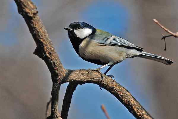 北京植物园赏鸟（二），大山雀（组图）