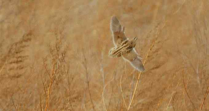 小燕子穿花衣 小燕子穿花衣