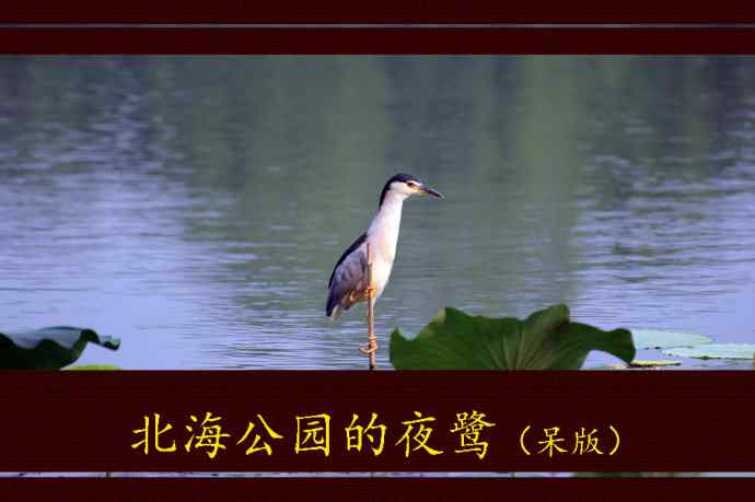 北京北海公园的鸟类——北海公园的夜鹭(呆版)1