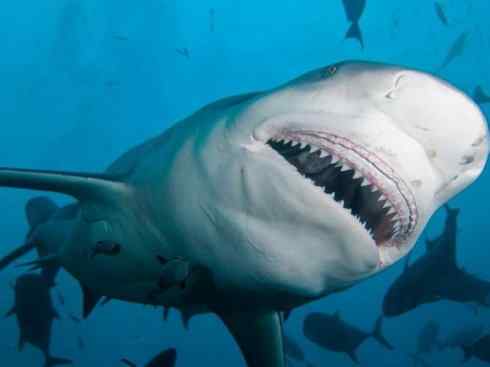 美人鱼：传说的兽原型探秘（儒艮）