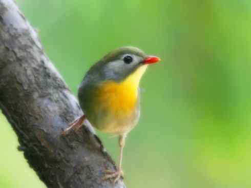 美丽无罪：雀鸟之绿鹛