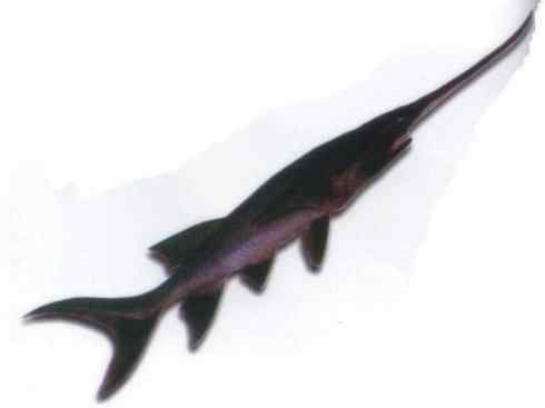 鱼类活化石：匙吻鲟科