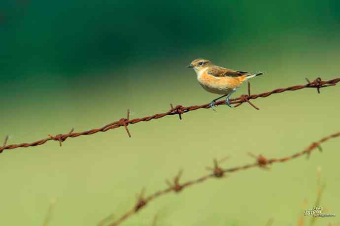野鸭湖的黑喉石鵖（ji）