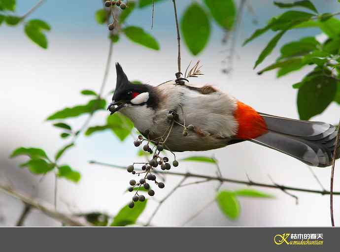 红耳鹎【实拍】