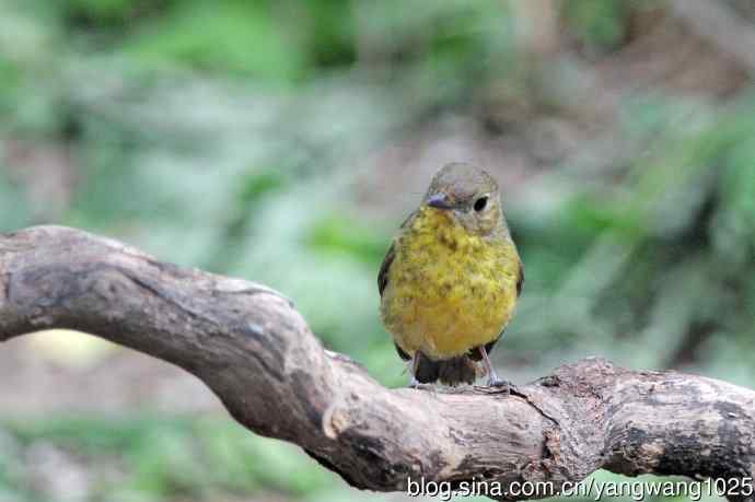 雌性绿背姬鶲（15）