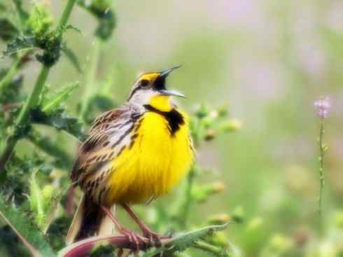 家禽驯化之源之三十二（苍头燕雀、红冠蜡嘴雀、草地鹨）