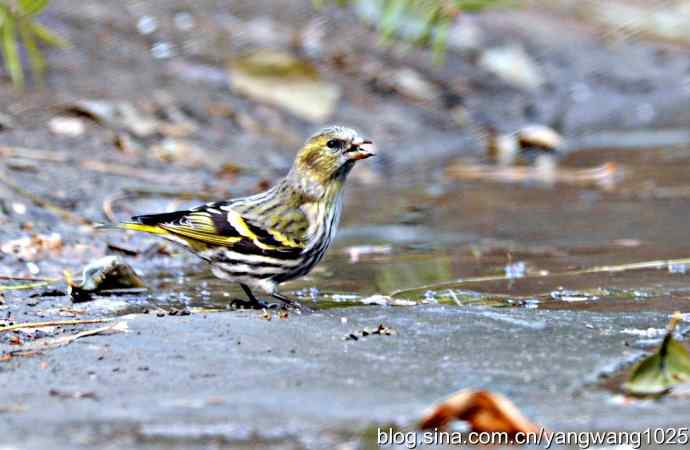 黄雀（雌性）