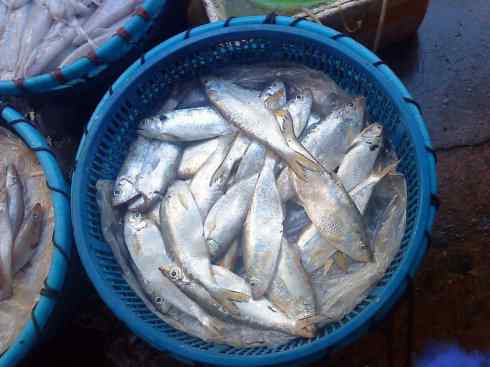 鱼类活化石：虱目鱼