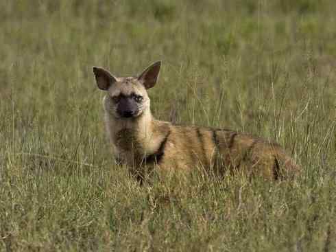 狈：传说的兽原型探秘（鬣狗）