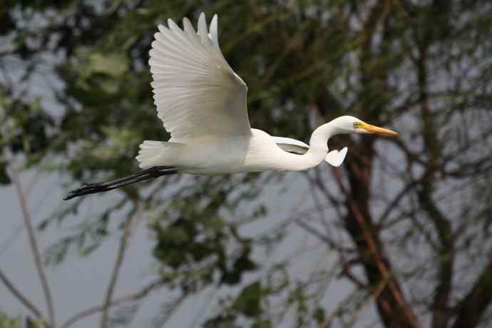 摄鸟拾趣 wbr wbr白鹭（二）