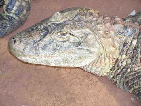 龙:传说的兽原型探秘(短吻鳄类) 龙:传说的兽原型探秘(短吻鳄类)