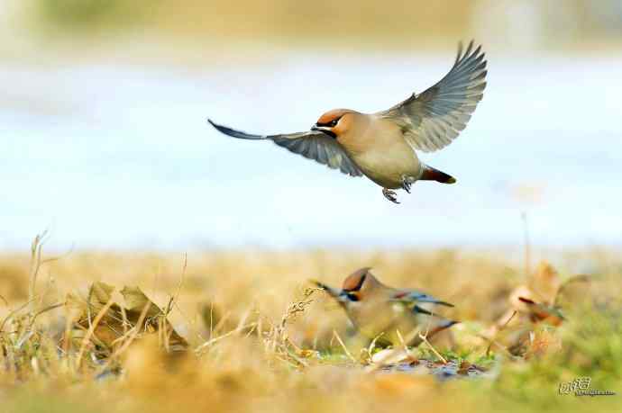 平安夜前再拍太平鸟