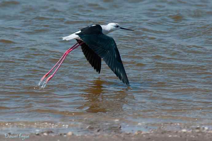 黑翅长脚鹬的港湾